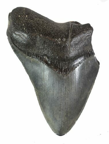 Partial, Fossil Megalodon Tooth #89027